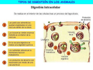 TIPOS DE DIGESTIÓN EN LOS ANIMALES
 