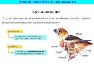 TIPOS DE DIGESTIÓN EN LOS ANIMALES
 