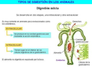 TIPOS DE DIGESTIÓN EN LOS ANIMALES
Cnidarios
 