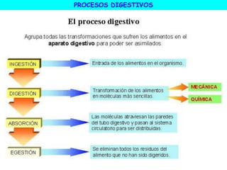 PROCESOS DIGESTIVOS
 
