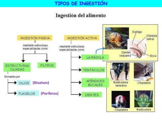 TIPOS DE INGESTIÓN
(Bivalvos)
(Poríferos)
 