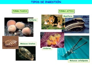FORMA PASIVA FORMA ACTIVA
Poríferos
Moluscos bivalvos
Mamíferos
Moluscos cefalópodos
Cnidarios
TIPOS DE INGESTIÓN
 