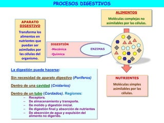 APARATO
DIGESTIVO
Transforma los
alimentos en
nutrientes que
puedan ser
asimilados por
las células del
organismo.
ALIMENTOS
Moléculas complejas no
asimilables por las células.
NUTRIENTES
Moléculas simples
asimilables por las
células.
DIGESTIÓN
-Mecánica
-Química
ENZIMAS
PROCESOS DIGESTIVOS
La digestión puede hacerse:
Sin necesidad de aparato digestivo (Poríferos)
Dentro de una cavidad (Cnidarios)
Dentro de un tubo (Cordados). Regiones:
– Receptora.
– De almacenamiento y transporte.
– De molido y digestión inicial.
– De digestión final y absorción de nutrientes
– De absorción de agua y expulsión del
alimento no digerido.
 