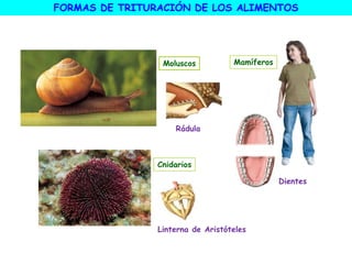Moluscos
Cnidarios
Linterna de Aristóteles
Rádula
Dientes
Mamíferos
FORMAS DE TRITURACIÓN DE LOS ALIMENTOS
 