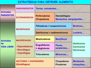 Animales
PARÁSITOS
ENDOPARÁSITOS Tenias, nematodos,…
ECTOPARÁSITOS
Perforadores
Chupadores
Hematófagos:
Mosquitos, sanguijuelas,…
Animales
de
VIDA LIBRE
MICRÓFAGOS
Filtradores = suspensívoros Bivalvos,…
Detritívoros = sedimentívoros Lombriz,…
MACRÓFAGOS:
- Depredadores
- Necrófagos
- Coprófagos
Masticadores Mamíferos
Herbívoros
Carnívoros
Omnívoros
Engullidores
= deglutores
Peces,
serpientes,…
Trituradores Moluscos,…
SUCTORES = CHUPADORES
(fluidófagos)
Chupadores
Picadores
Mariposas,
mosquitos,…
ESTRATEGIAS PARA OBTENER ALIMENTO
 