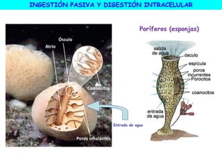 INGESTIÓN PASIVA Y DIGESTIÓN INTRACELULAR
Poríferos (esponjas)
Coanocitos
Poros inhalantes
Atrio
Ósculo
Entrada de agua
 