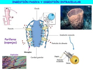 Mesoglea
Espículas
INGESTIÓN PASIVA Y DIGESTIÓN INTRACELULAR
Poríferos
(esponjas)
 