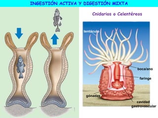 tentáculo
gónadas
cavidad
gastrovascular
faringe
boca/ano
Cnidarios o Celentéreos
INGESTIÓN ACTIVA Y DIGESTIÓN MIXTA
 