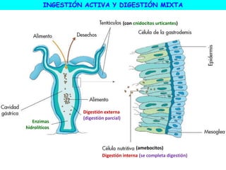 INGESTIÓN ACTIVA Y DIGESTIÓN MIXTA
Enzimas
hidrolíticos
(amebocitos)
Digestión externa
(digestión parcial)
Digestión interna (se completa digestión)
(con cnidocitos urticantes)
 