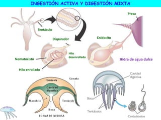 Hidra de agua dulce
Tentáculo
Cnidocito
Nematocisto
Disparador
Hilo enrollado
Hilo
desenrollado
Presa
INGESTIÓN ACTIVA Y DIGESTIÓN MIXTA
 