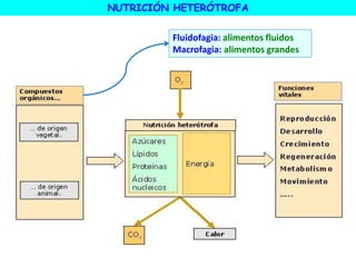 Fluidofagia: alimentos fluidos
Macrofagia: alimentos grandes
NUTRICIÓN HETERÓTROFA
 