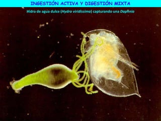 Hidra de agua dulce (Hydra viridissima) capturando una Daphnia
INGESTIÓN ACTIVA Y DIGESTIÓN MIXTA
 