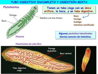 TUBO DIGESTIVO INCOMPLETO Y DIGESTIÓN MIXTA
Planaria
Digestión mixta
Tubo digestivo
ciego
Boca ventral
Faringe
musculosa
Tienen un tubo ciego con un único
orificio, la boca, y un tubo digestivo.
Platelmintos de vida libre
Platelmintos
Algunos parásitos intestinales
(tenia) carecen de intestino.
Boca
Faringe
Esófago
Intestino ramificado
 