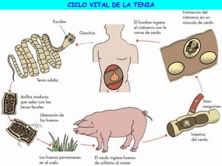 CICLO VITAL DE LA TENIA
 