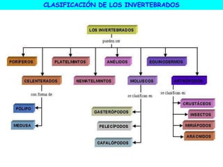 CLASIFICACIÓN DE LOS INVERTEBRADOS
 