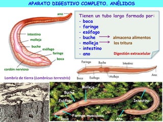 APARATO DIGESTIVO COMPLETO. ANÉLIDOS
boca
faringe
esófago
buche
cordón nervioso
molleja
intestino
ano
Lombriz de tierra (Lombricus terrestris)
Boca
Faringe musculosa
Esófago
Buche
Molleja
Intestino
Ano
Tienen un tubo largo formado por:
- boca
- faringe
- esófago
- buche almacena alimentos
- molleja los tritura
- intestino
- ano Digestión extracelular
 