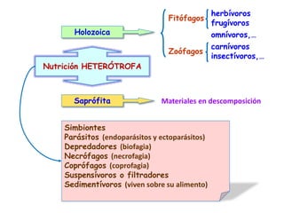 Nutrición HETERÓTROFA
Holozoica
Saprófita Materiales en descomposición
Zoófagos
herbívoros
frugívoros
carnívoros
insectívoros,…
Simbiontes
Parásitos (endoparásitos y ectoparásitos)
Depredadores (biofagia)
Necrófagos (necrofagia)
Coprófagos (coprofagia)
Suspensívoros o filtradores
Sedimentívoros (viven sobre su alimento)
Fitófagos
omnívoros,…
 
