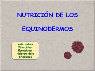 NUTRICIÓN DE LOS
EQUINODERMOS
Asteroideos
Ofiuroideos
Equinoideos
Holoturoideos
Crinoideos
 