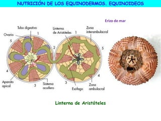 Linterna de Aristóteles
NUTRICIÓN DE LOS EQUINODERMOS. EQUINOIDEOS
Erizo de mar
 