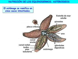 NUTRICIÓN DE LOS EQUINODERMOS. ASTEROIDEOS
El estómago se ramifica en
cinco sacos intestinales.
 