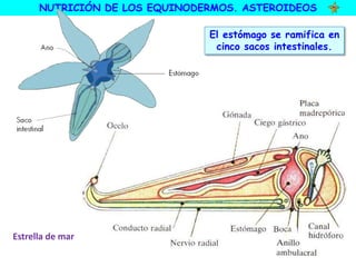 NUTRICIÓN DE LOS EQUINODERMOS. ASTEROIDEOS
Estrella de mar
El estómago se ramifica en
cinco sacos intestinales.
 