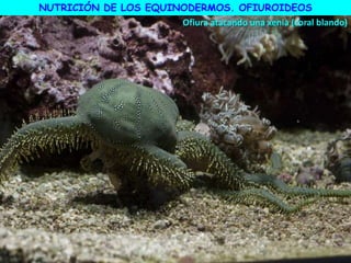 Ofiura atacando una xenia (coral blando)
NUTRICIÓN DE LOS EQUINODERMOS. OFIUROIDEOS
 