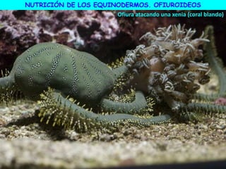 NUTRICIÓN DE LOS EQUINODERMOS. OFIUROIDEOS
Ofiura atacando una xenia (coral blando)
 