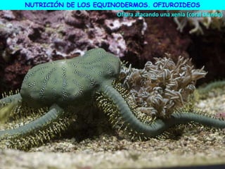 NUTRICIÓN DE LOS EQUINODERMOS. OFIUROIDEOS
Ofiura atacando una xenia (coral blando)
 