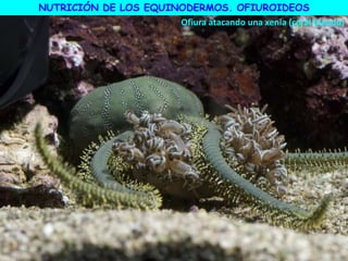 NUTRICIÓN DE LOS EQUINODERMOS. OFIUROIDEOS
Ofiura atacando una xenia (coral blando)
 