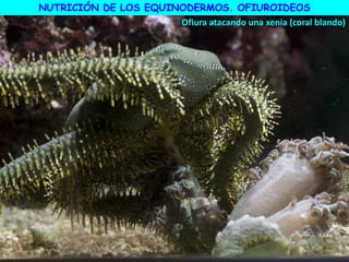 NUTRICIÓN DE LOS EQUINODERMOS. OFIUROIDEOS
Ofiura atacando una xenia (coral blando)
 