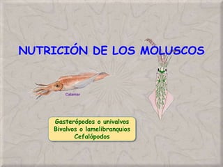 NUTRICIÓN DE LOS MOLUSCOS
Calamar
Gasterópodos o univalvos
Bivalvos o lamelibranquios
Cefalópodos
 