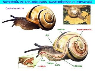 Hepatopáncreas
Estómago
Boca
Ano
Esófago
Intestino
Rádula
NUTRICIÓN DE LOS MOLUSCOS. GASTERÓPODOS O UNIVALVOS
Caracol terrestre
buche
 