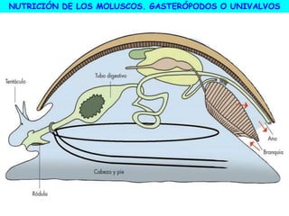 NUTRICIÓN DE LOS MOLUSCOS. GASTERÓPODOS O UNIVALVOS
 