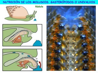 NUTRICIÓN DE LOS MOLUSCOS. GASTERÓPODOS O UNIVALVOS
Rádula
 