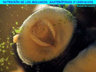 Rádula del caracol
NUTRICIÓN DE LOS MOLUSCOS. GASTERÓPODOS O UNIVALVOS
 