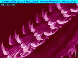 Rádula del caracol
NUTRICIÓN DE LOS MOLUSCOS. GASTERÓPODOS O UNIVALVOS
 