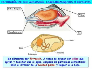 NUTRICIÓN DE LOS MOLUSCOS. LAMELIBRANQUIOS O BIVALVOS
Se alimentan por filtración. A veces se ayudan con cilios que
agitan y facilitan que el agua, cargada de partículas alimenticias,
pase al interior de la cavidad paleal y lleguen a la boca.
 