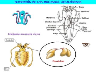 Cefalópodos con concha interna
NUTRICIÓN DE LOS MOLUSCOS. CEFALÓPODOS
Pico de loro
 