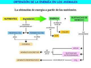 OBTENCIÓN DE LA ENERGÍA EN LOS ANIMALES
 