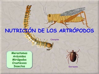 NUTRICIÓN DE LOS ARTRÓPODOS
Garrapata
Ciempiés
Merostomas
Arácnidos
Miriápodos
Crustáceos
Insectos
 