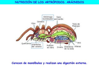 Carecen de mandíbulas y realizan una digestión externa.
NUTRICIÓN DE LOS ARTRÓPODOS. ARÁCNIDOS
 