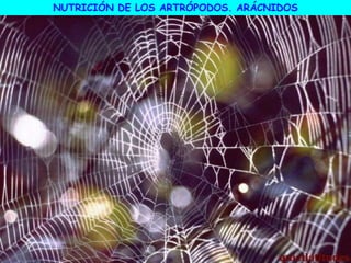 NUTRICIÓN DE LOS ARTRÓPODOS. ARÁCNIDOS
 