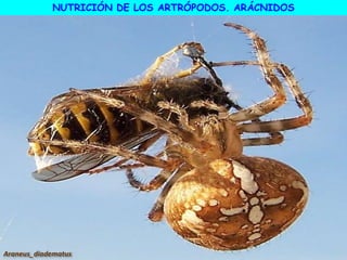 Araneus_diadematus
NUTRICIÓN DE LOS ARTRÓPODOS. ARÁCNIDOS
 