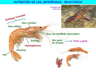 Hepatopáncreas
Boca con mandíbula masticadora
Esófago
Saco cardíaco
Saco pilórico
Intestino
Ano
NUTRICIÓN DE LOS ARTRÓPODOS. CRUSTÁCEOS
Cangrejo rojo
americano
Dos pares
de antenas
Tacto y gusto
 