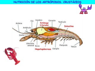 Estómago
triturador
Intestino
Hepatopáncreas
NUTRICIÓN DE LOS ARTRÓPODOS. CRUSTÁCEOS
 