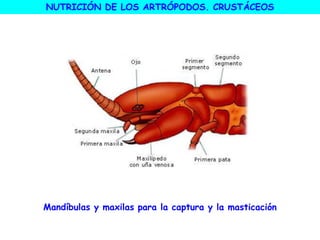 Mandíbulas y maxilas para la captura y la masticación
NUTRICIÓN DE LOS ARTRÓPODOS. CRUSTÁCEOS
 