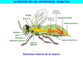 Estructura interna de un insecto
NUTRICIÓN DE LOS ARTRÓPODOS. INSECTOS
Lagunas sanguíneas
Molleja
Buche
Glándulas salivares
Mandíbula
Boca
Esófago
Aparato
digestivo
Glándulas rectales
Intestino posterior
 