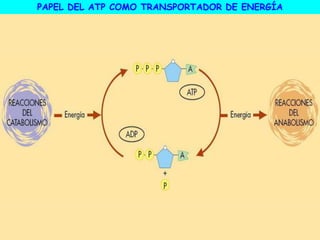 PAPEL DEL ATP COMO TRANSPORTADOR DE ENERGÍA
 
