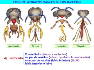 TIPOS DE APARATOS BUCALES DE LOS INSECTOS
Masticador Lamedor Chupador
Picador
Ap. masticador
2 mandíbulas (duras y cortantes)
un par de maxilas (sabor; ayudan a la masticación)
otro par de maxilas (labio inferior) (táctil)
labio superior o labro
 