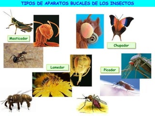 TIPOS DE APARATOS BUCALES DE LOS INSECTOS
Masticador
Chupador
Lamedor
Picador
 
